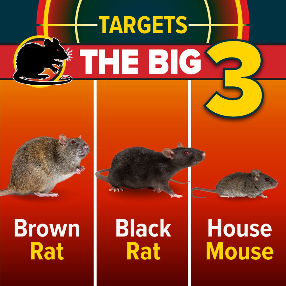 NOPE! Rat Snap Trap main 5