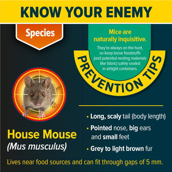 Know your enemy - the House Mouse.