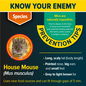 Know your enemy - the House Mouse.