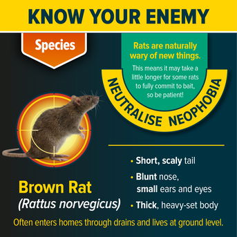 Know your enemy - the Brown Rat