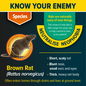 Know your enemy - the Brown Rat