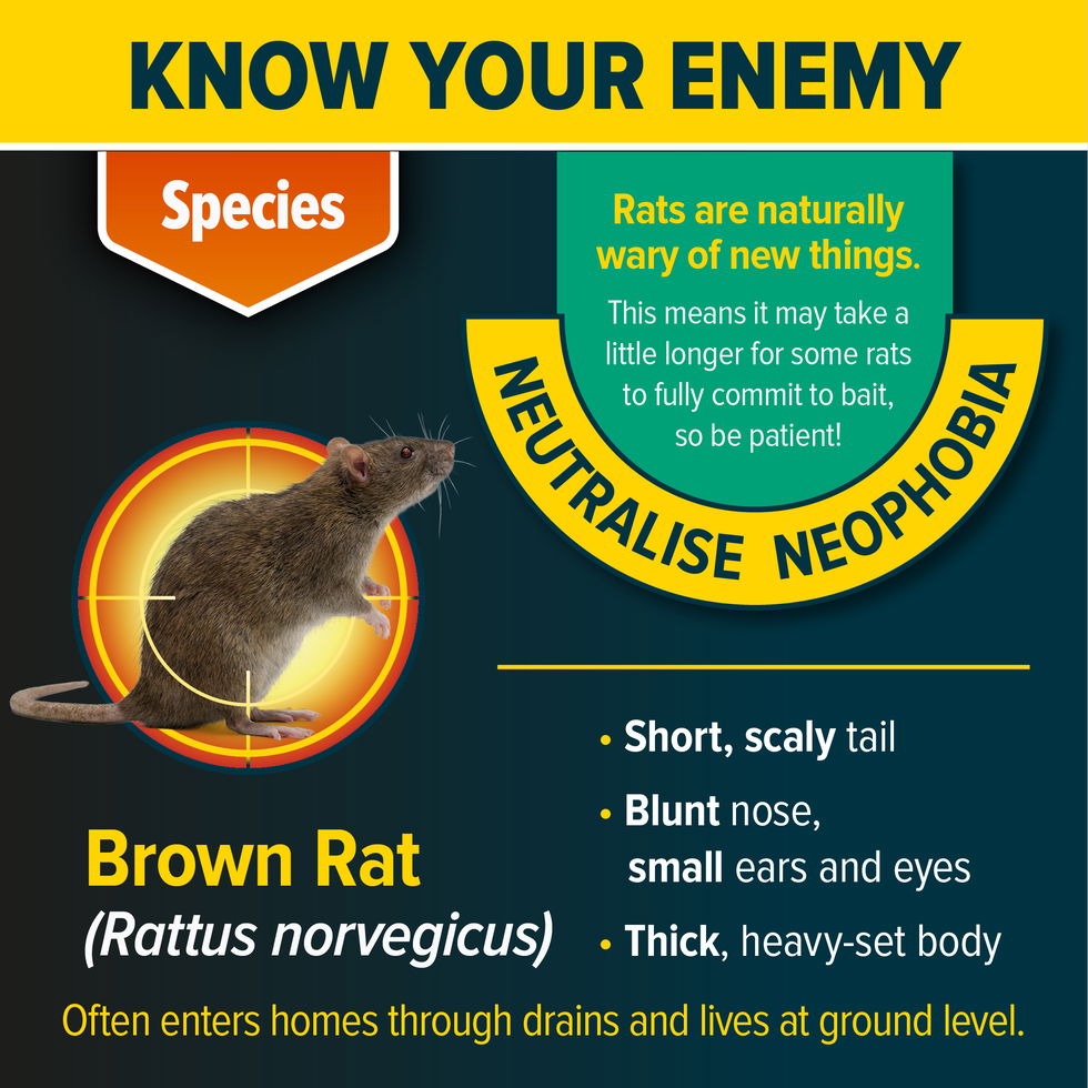 Know your enemy - the Brown Rat