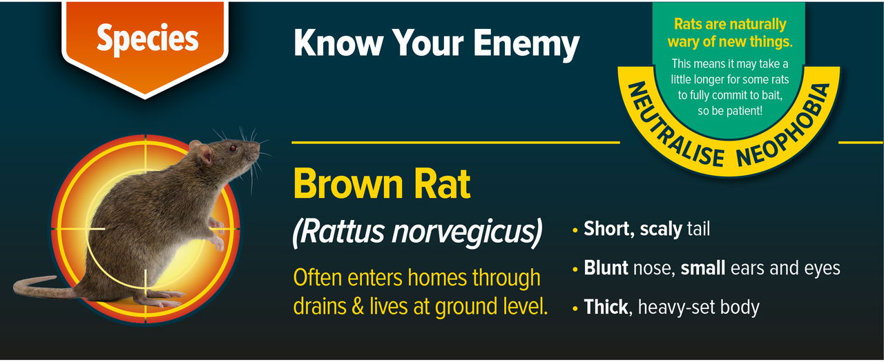Know your enemy - the brown rat