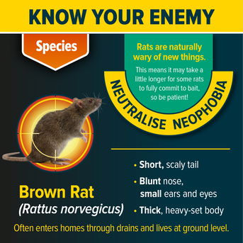 Know your enemy - the brown rat.