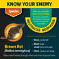 Know your enemy - the brown rat.