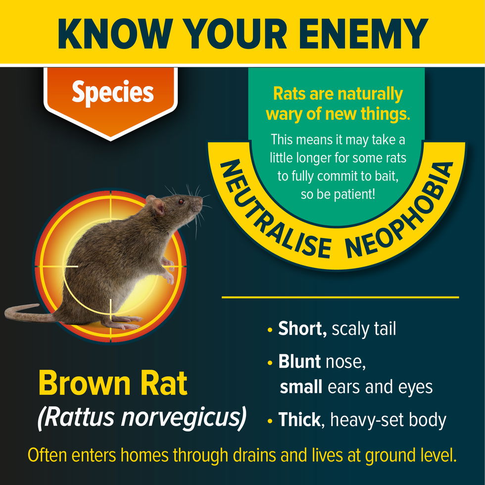 Know your enemy - the brown rat.
