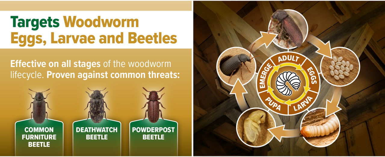 Targets woodworm eggs, larvae and beetles