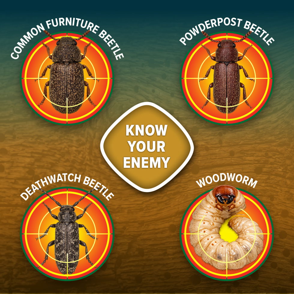For most types of woodworm & beetle