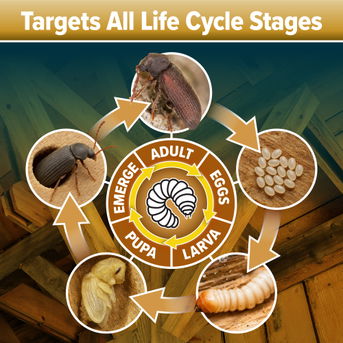 Targets all woodworm life cycle stages