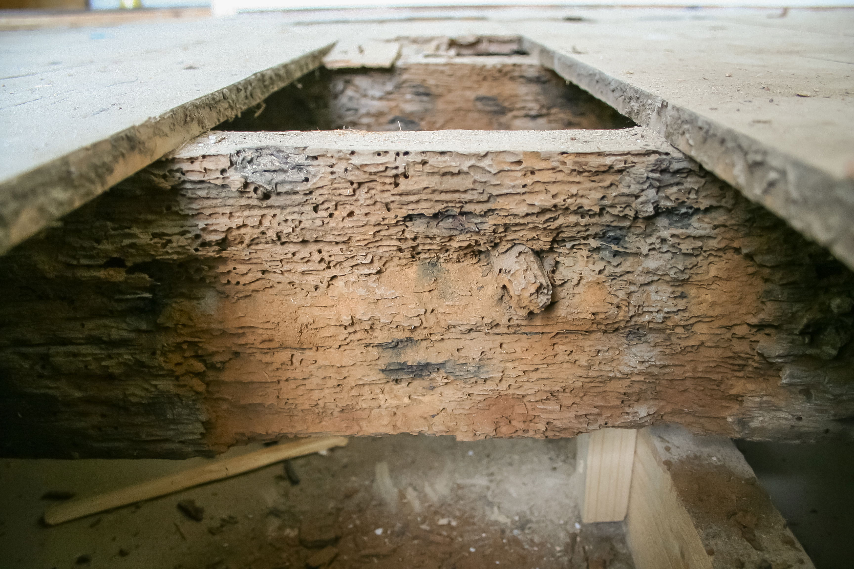 Dry rot on floor joists