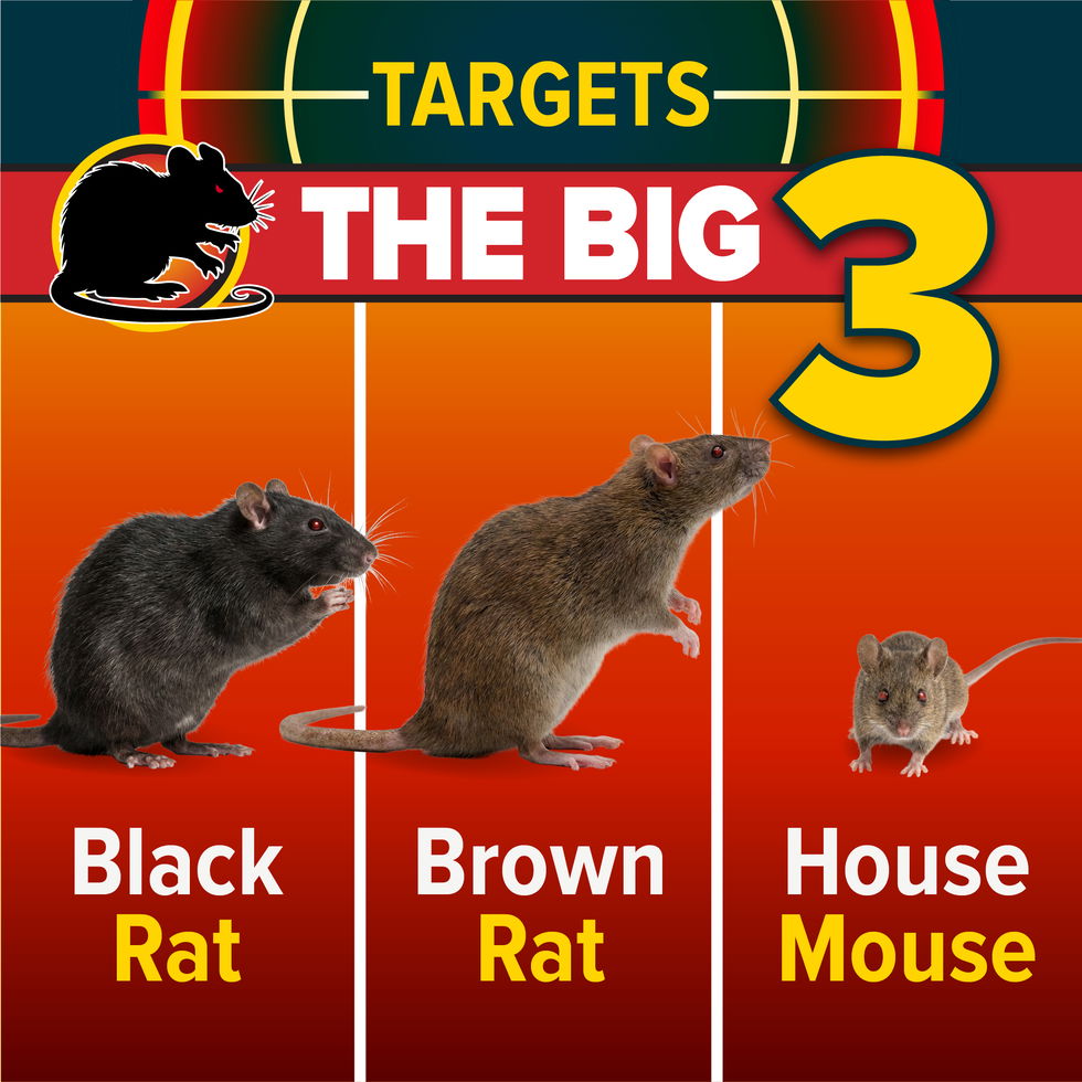 NOPE! Rat Bait Stations Target The Big 3